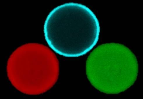 Konfokale Aufnahmen eines eingeschlossenen Antikörpers mit Hapten in einer Kapsel. Fluoreszierende Kapselwand in blau. Homogen verteilter Antikörper (rot) im Inneren der Kapsel und an den Antikörper gebundenes Hapten (grün). © fzmb GmbH