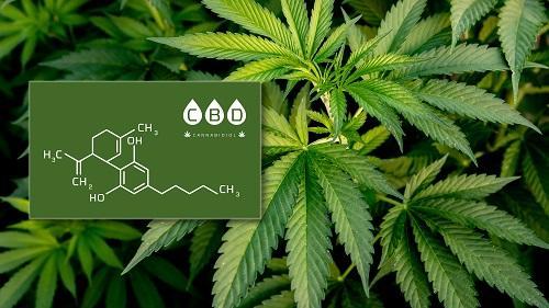 Cannabis Sativa L. und chemische Struktur von Cannabidiol (CBD)